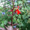 Picasa 2.7